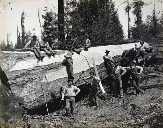 Tala de Árboles Gigantes