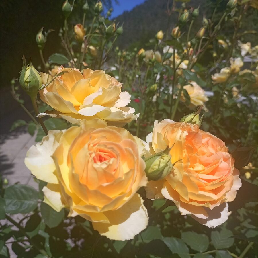 Rosal en Flor