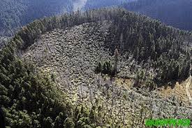 Tala indiscriminada de Árboles - Deforestación del Planeta